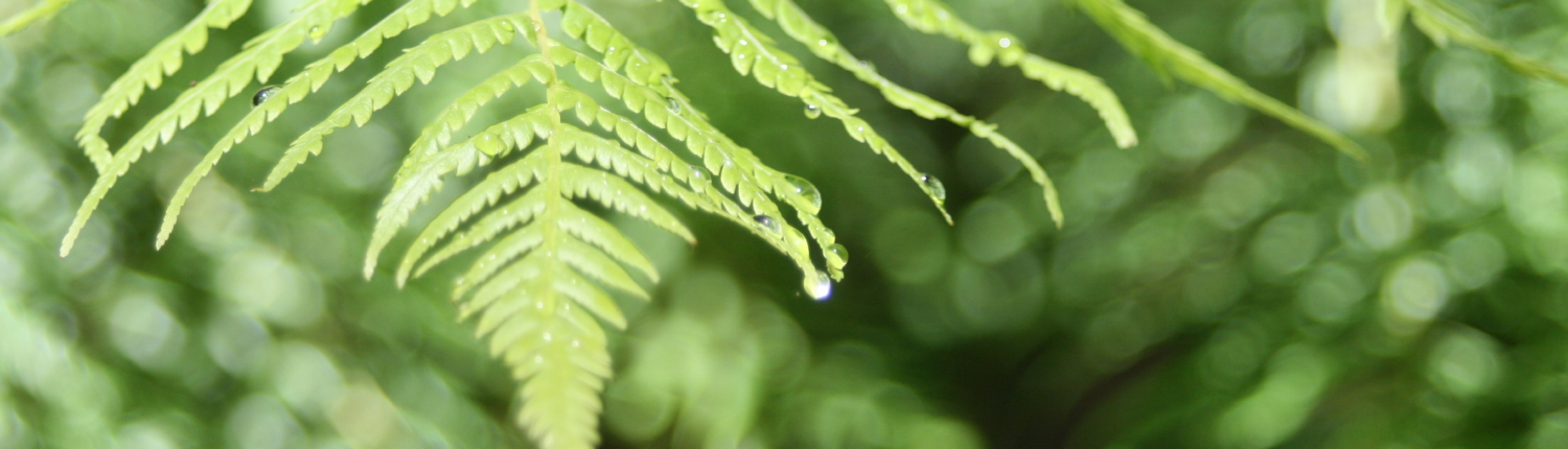 Ferns with droplets of water dripping off